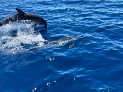 Jonian dolphins